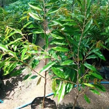 

Terlaris Bibit Tanaman Pohon Durian Montong 1 Meter Okulasi