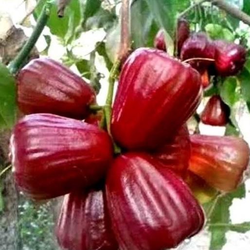 

Terlaris Bibit Jambu Air Dalhari Super