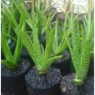 

Terlaris Bibit Lidah Buaya Tanaman Herbal