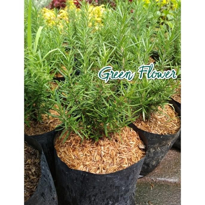 

Terlaris Bibit Tanaman Rosemary Tuyswu 6007Xk