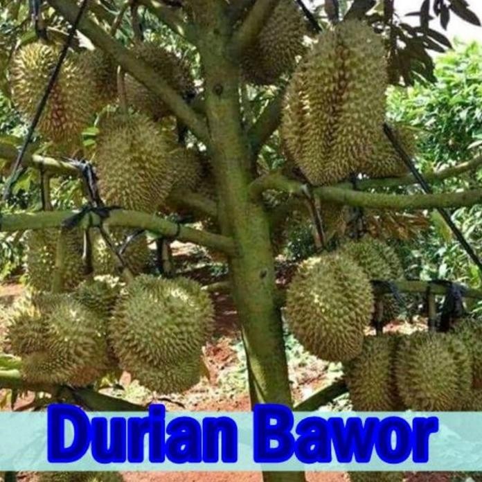 

Terlaris Bibit Tanaman Durian Bawor Kaki 1 Tinggi 1,5M