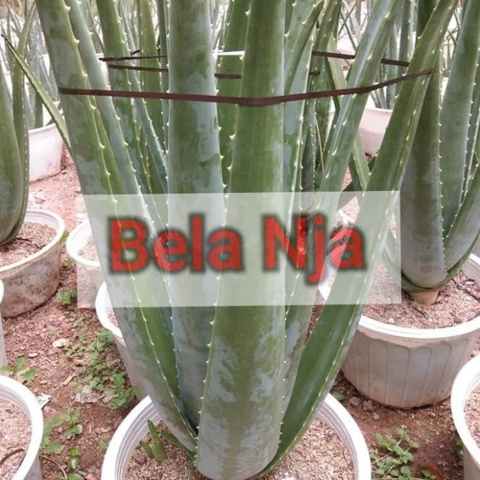 

Terlaris Bibit Lidah Buaya (Aloevera) Jumbo Jenis Barbadensis