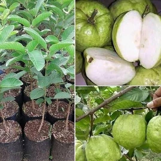

Terlaris Benih Bibit Buah Jambu Kristal
