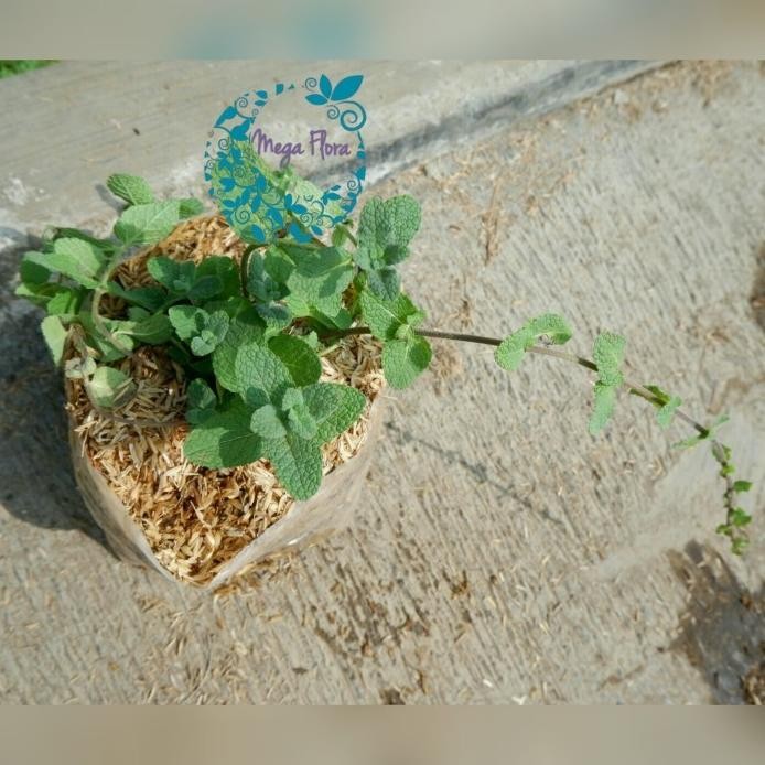 

Terlaris Tanaman Apple Mint Herbal Obat Bibit Daun Eeee