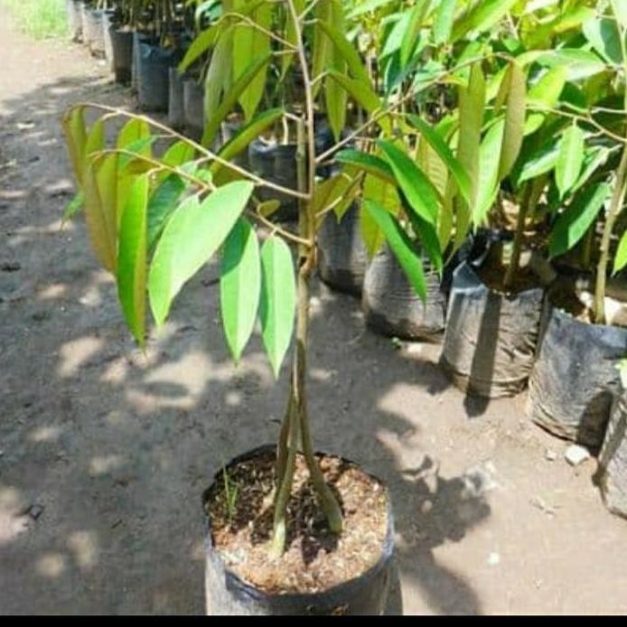 

Terlaris Bibit Durian Bawor Mas Kaki 3 Unggul