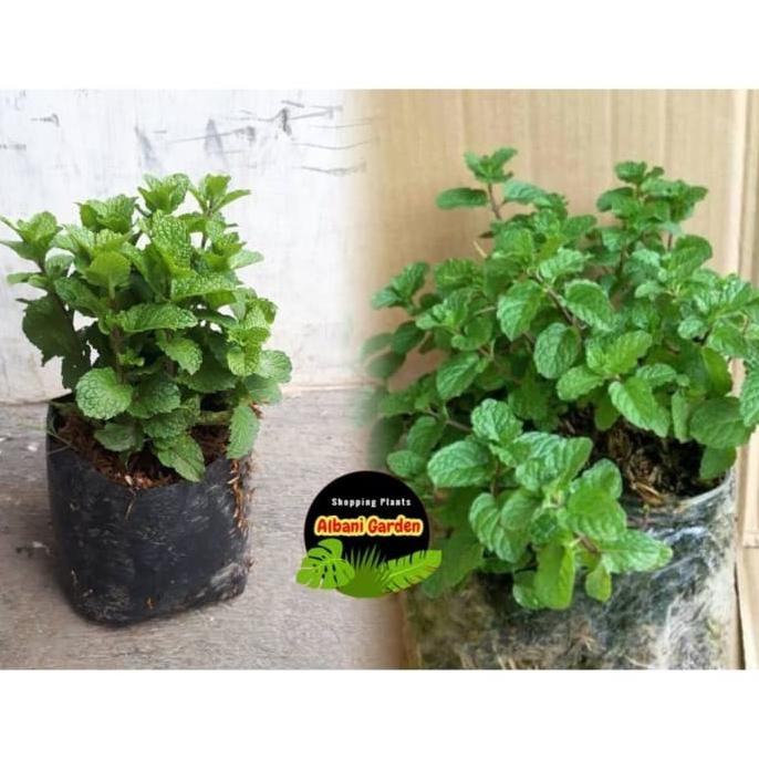 

Terlaris Bibit Tanaman Daun Mint Pappermint Hidup Bisa Dikonsumsi Yuwdto 6566Zj