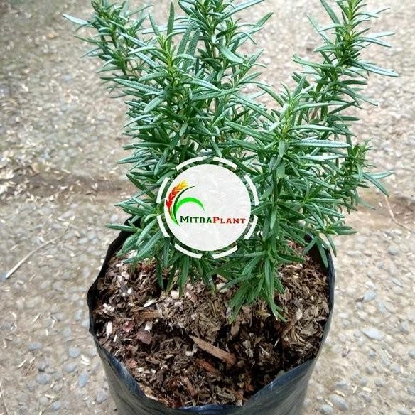 

Terlaris Bibit Tanaman Rosemary - Pohon Rosmarin - Daun Rosemery - Tanaman