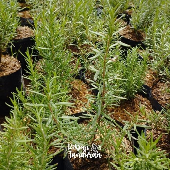 

Terlaris Tanaman Rosemary Bunga Rosemarin Bibit Bunga Rosemari Da Bjnsly 5263Hv