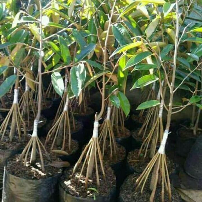 

Terlaris Bibit Tanaman Buah Durian Montong Merah Kaki10