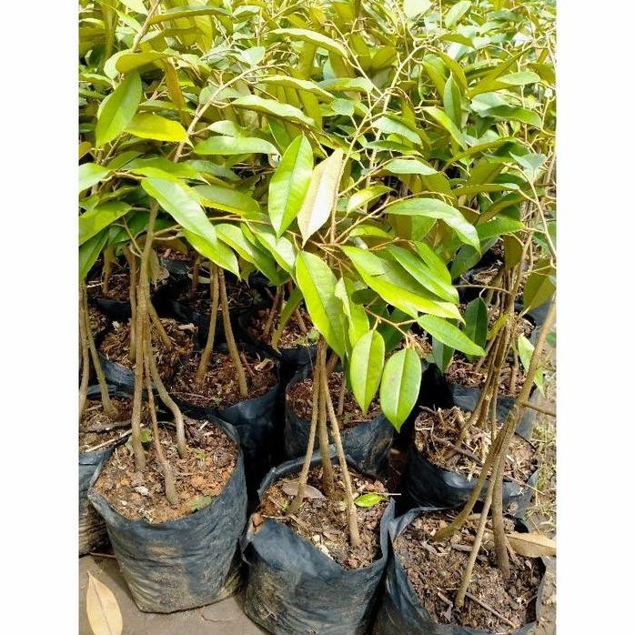 

Terlaris Bibit Durian Montong Kaki 3 - Murah - Bibit Durian Murah