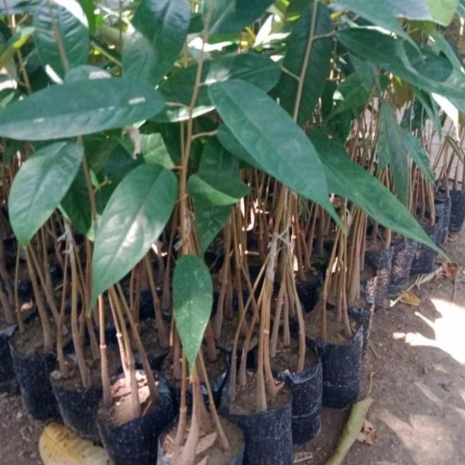 

Terlaris Tanaman Okulasi,Bibit Durian Kaki 3 Satupaket Isi 3Pohon. Cccc