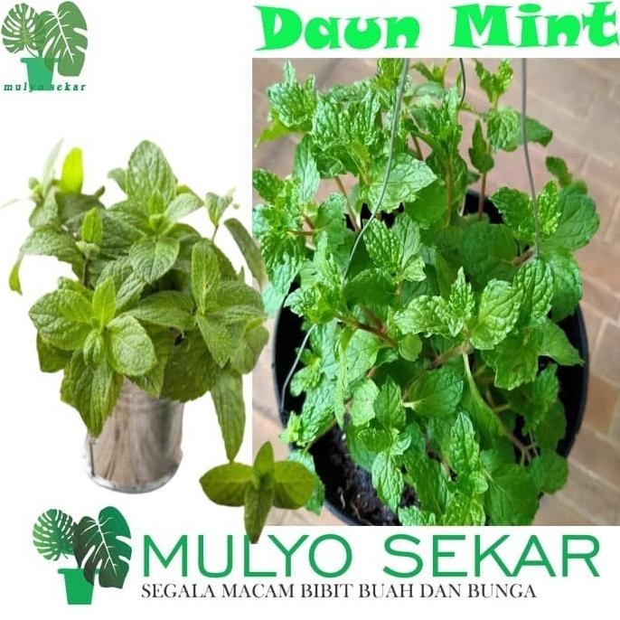 

Terlaris Rediy Bibit Tanaman Obat Daun Mint Herbal