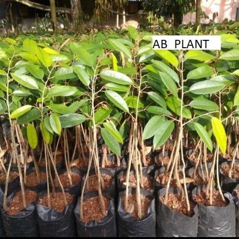 

Terlaris Bibit Durian Matahari Kaki 3 Super Okulasi