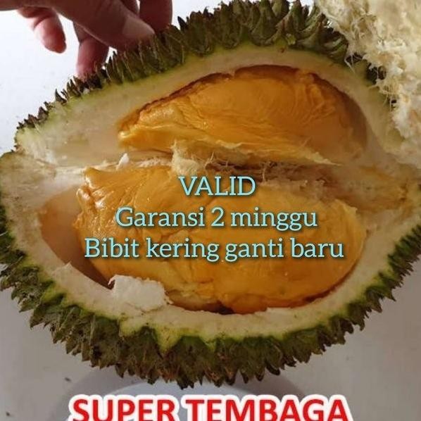 

Terlaris Garansi Bibit Durian Super Tembaga Original