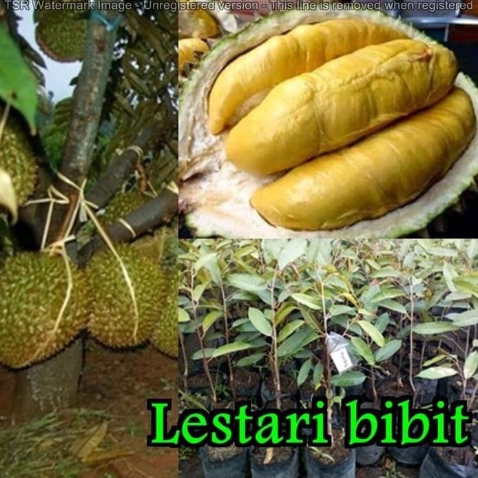 

Terlaris Bibit Durian Montong
