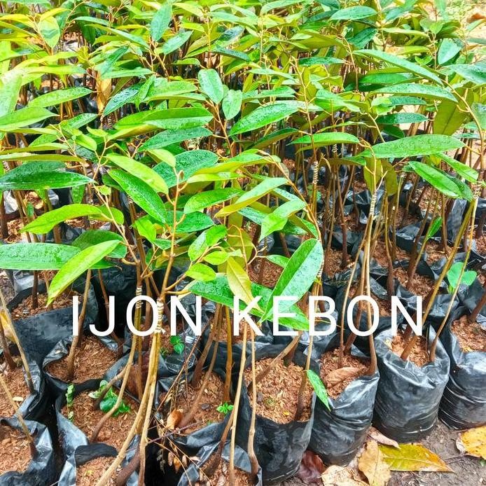 

Terlaris Bibit Durian Musangking Kaki 3 Sambung Pucuk