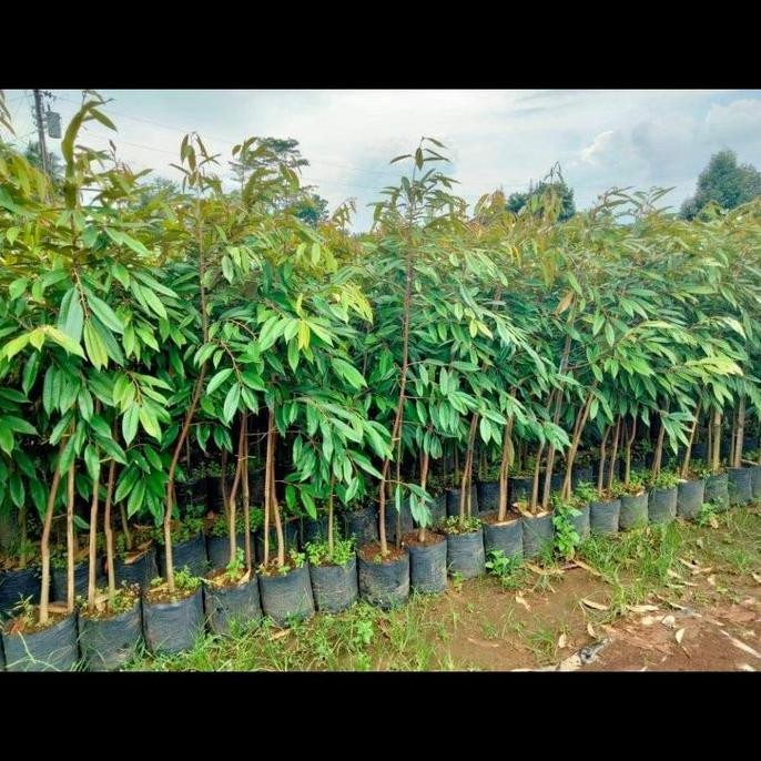 

Terlaris Bibit Durian Musangking