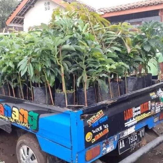 

Terlaris Bibit Durian Ukuran 1 Meteran