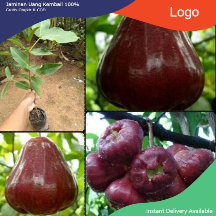 

Terlaris Unggulan! Bibit Buah Jambu Air King Rose Super Unggulan
