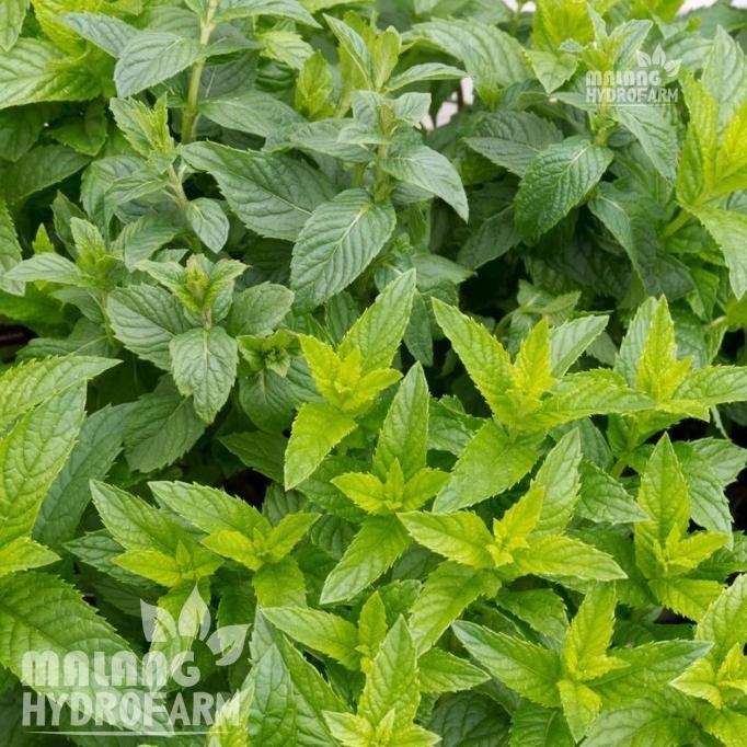 

Terlaris Rizzlarrisszzssz!! Benih Mint Spearmint Unggulan Berkualitas Biji Daun Min Herbal Bibit H