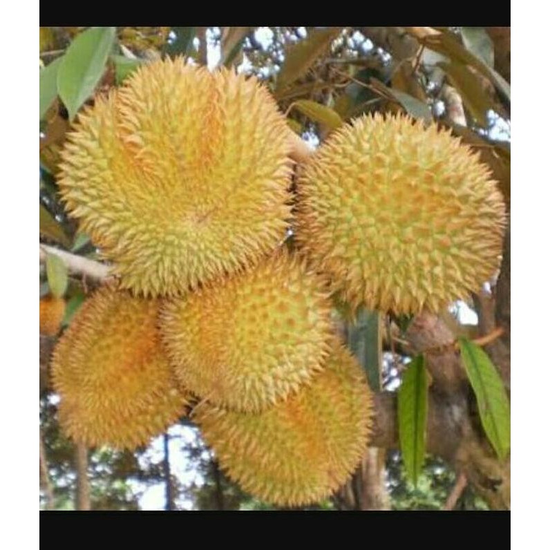 

Terlaris Durian Musang King Bibit 70 Cm