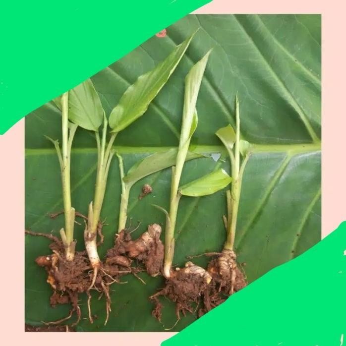 

Terlaris Bibit Kunyit Kuning / Kunyit Sayur