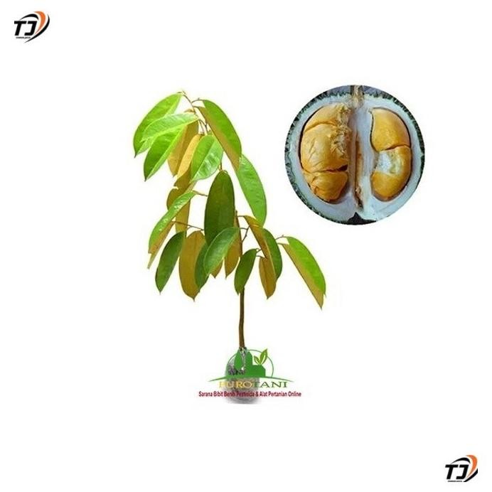 

Terlaris Bibit Durian Duri Hitam Durian Oche Blackthorn Sbb11