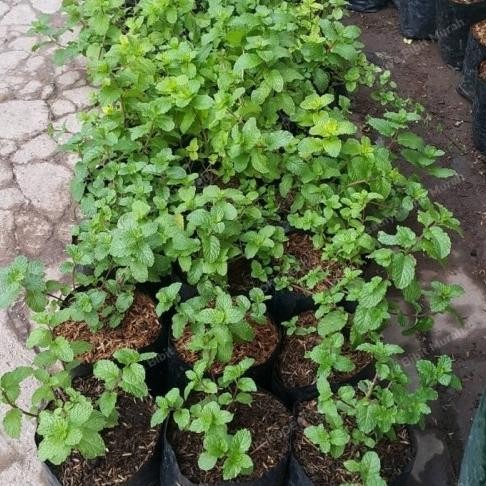 

Terlaris New Bibit Tanaman Daun Pepper Mint-Pohon Mint-Daun Paper Mint Herbal