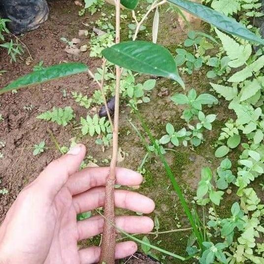 

Terlaris Bibit Durian Musangking Sedling Beli 5 Gratis Pupuk