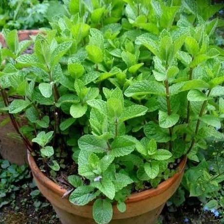 

Terlaris T4A Biji Benih Bibit Herbal Daun Mint Spearmint - Aroma Mint Segar