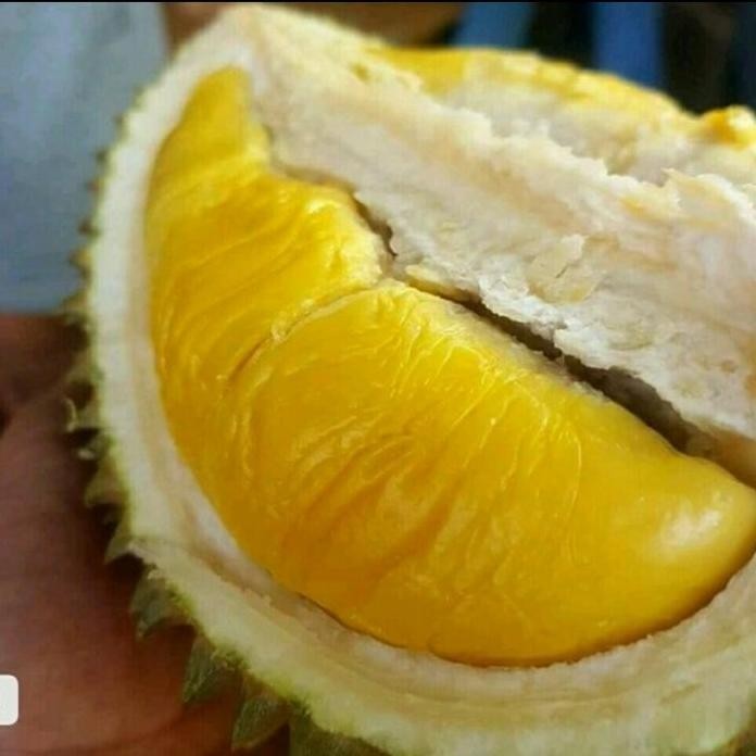 

Terlaris Bibit Buah Durian Musang King Kaki 3 Super
