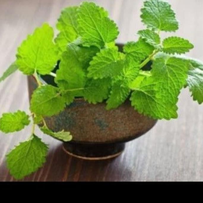 

Terlaris Paket 5 Bibit Tanaman Daun Mint_Bibit Mint Mentol Wangi Waywre 7956Is