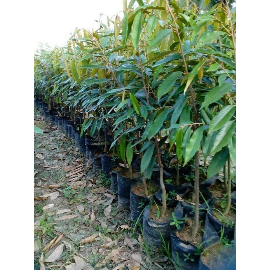 

Terlaris Bibit Tanaman Durian Musangking