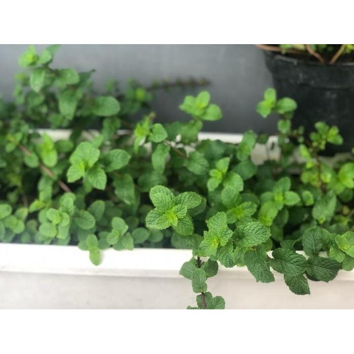 

Terlaris ~Cutevina~Buy 5 Get 1 Free Bibit Tanaman Daun Mint ( Stek/Batang)