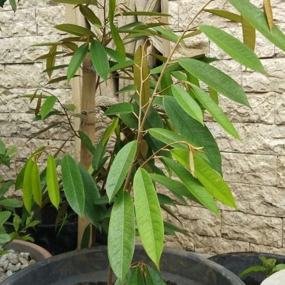 

Terlaris Bibit Durian Musang King 4 Tahun Berbuah Sbb12