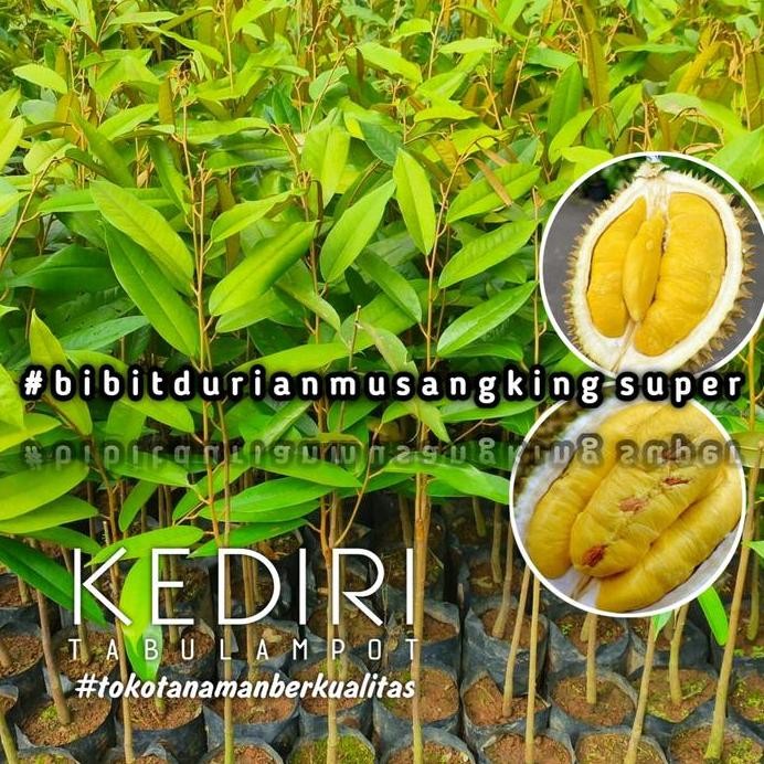 

Terlaris Bibit Durian Musangking Original Super Unggul Bisa Ditanam Didalampot.