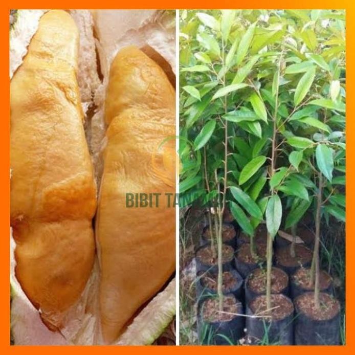 

Terlaris Bibit Durian Udang Merah ( Tanah Dipolybag Tidak Di Kurangi )