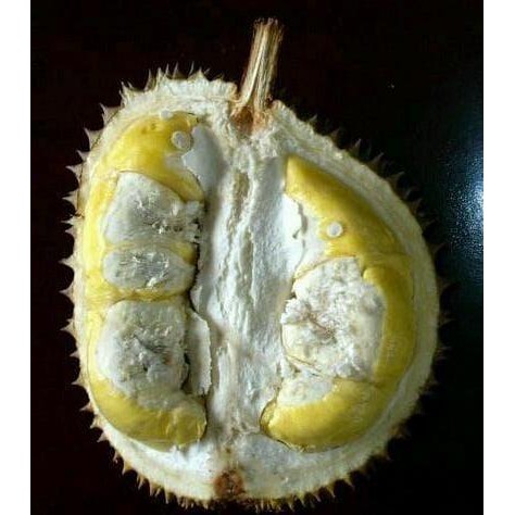

Terlaris Bibit Buah Durian Monthong - Tinggi 60Cm