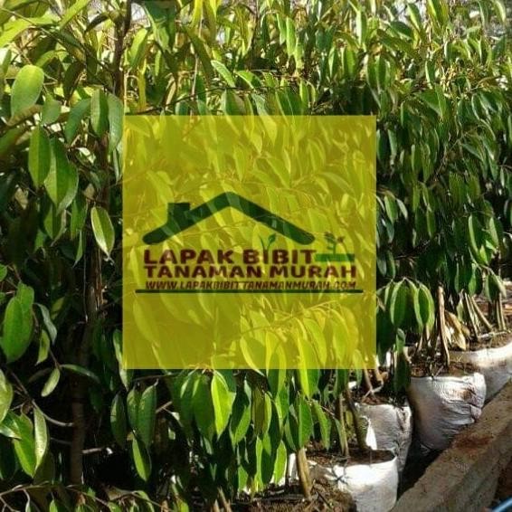 

Terlaris Bibit Durian Bawor Dongkelan Kaki Ganda At14