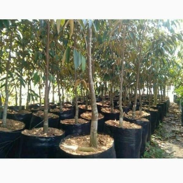 

Terlaris Bibit Durian Tinggi 2 Meter Bisa Pilih,Montong,Bangkok,Matahari