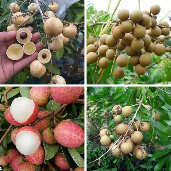 

Terlaris Paket 4 Bibit Kelengkeng Merah - Matalada - Aroma Durian - Puangray