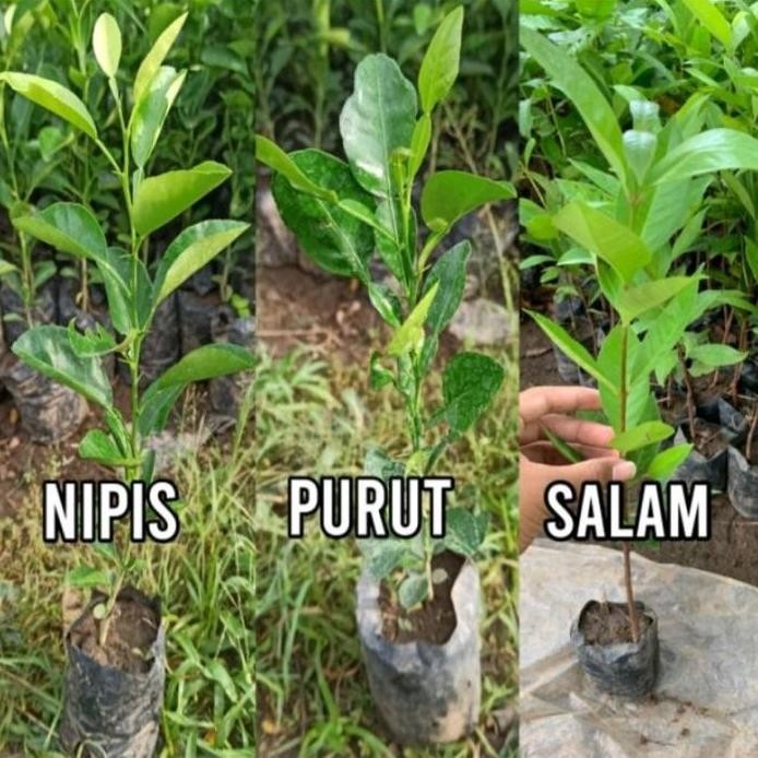 

Terlaris Promo Bibit Tanaman Jeruk ( Salam ,Purut ,Nipis )