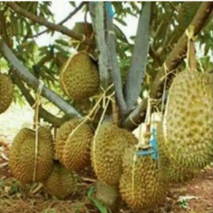 

Terlaris Bibit Durian Musa King Super Okulasi Genjah Cepat Berbuah