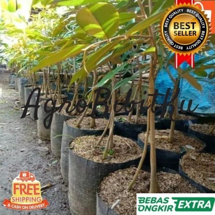 

Terlaris Bibit Durian Duri Hitam Kaki Tiga Hasil Okulasi Unggul Cepat Berbuah