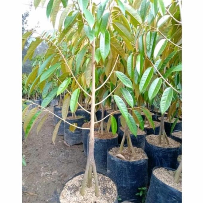 

Terlaris Bibit Durian Bawor Kaki 3 Ukuran 1 Meter