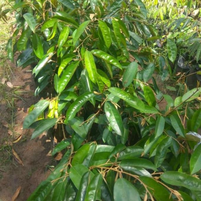 

Terlaris Promo Bibit Durian Super Tembaga Ukuran 40-50 Cm