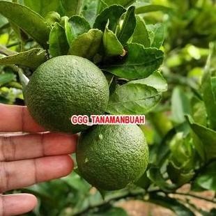 

Terlaris Bibit Jeruk Nipis Sudah Berbuah Tanaman Jeruk Nipis Super Cangkok