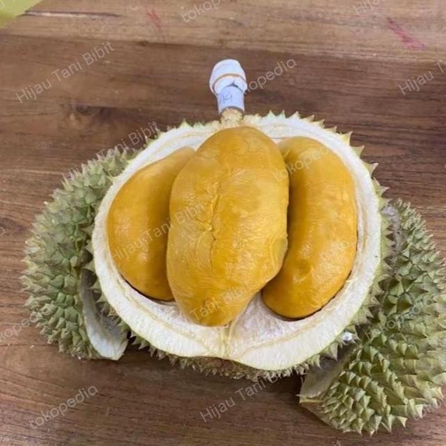 

Terlaris Bibit Durian Duri Hitam / Oche Asli Okulasi Buatan Sendiri