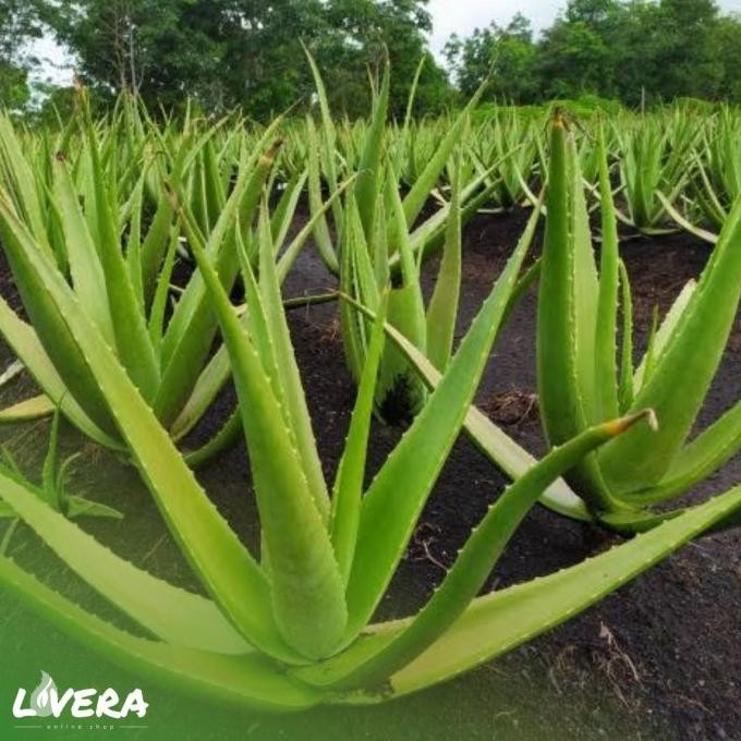 

Terlaris Terbaik Bibit Tanaman Pohon Lidah Buaya Jumbo 25.25