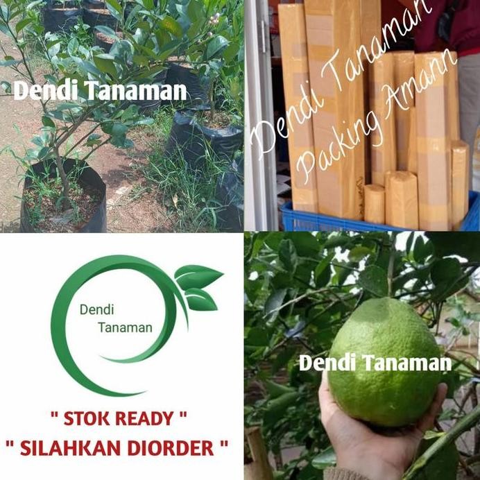 

Terlaris Bibit Pohon Jeruk Nipis Jumbo / Sudah Berbunga Atau Berbuah